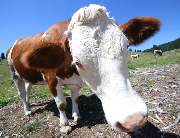 Vaca nariz grande en las montañas fotografiada por lente de ojo de pez — Foto de Stock