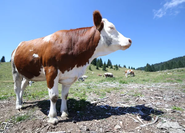 Коричневая корова на высокое горное пастбище — стоковое фото