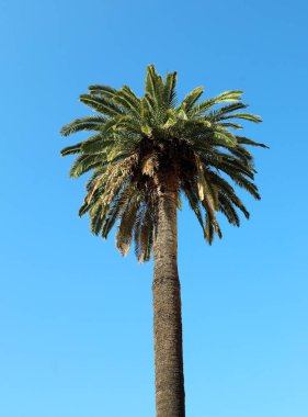 Büyük yeşil palmiye ağacı ve mavi gökyüzü