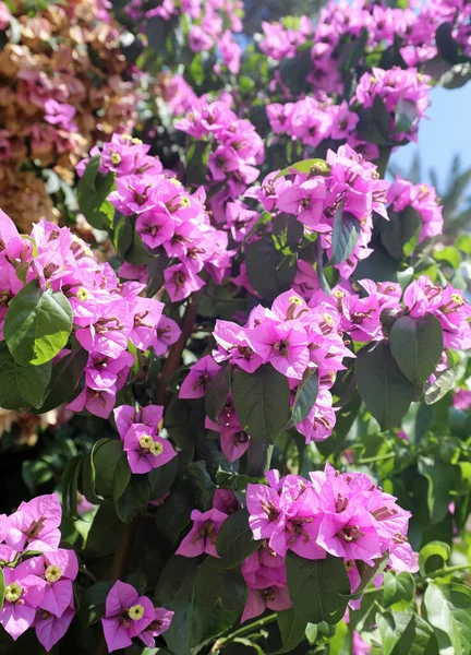 Muchas Flores Buganvilla Verano — Foto de Stock