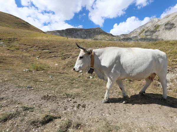 Vaca Blanca Las Montañas Verano —  Fotos de Stock