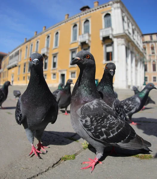 Pigeon Ville Avec Beaucoup Autres Tout Cherchant Des Miettes Manger — Photo