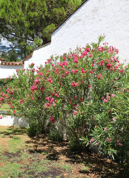 Λουλούδια Oleander Στη Μικρή Πόλη Της Μεσογείου Καλοκαίρι — Φωτογραφία Αρχείου