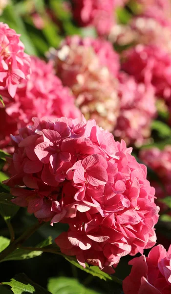 Detalhe Grande Hortênsia Jardim Primavera — Fotografia de Stock