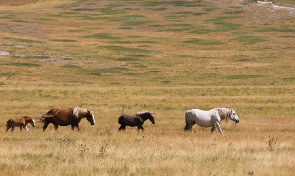 草原の真ん中に2頭の子犬がいる野生の馬は — ストック写真