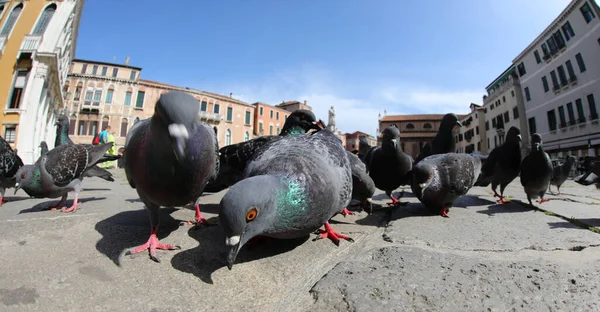 Paloma Urabn Ciudad Con Muchos Otros Mientras Busca Migajas Para — Foto de Stock