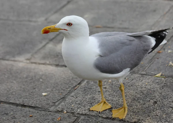 黄色のくちばしと足を持つ大きなカモメはヴェネツィアの街のためのパン粉を探しています — ストック写真