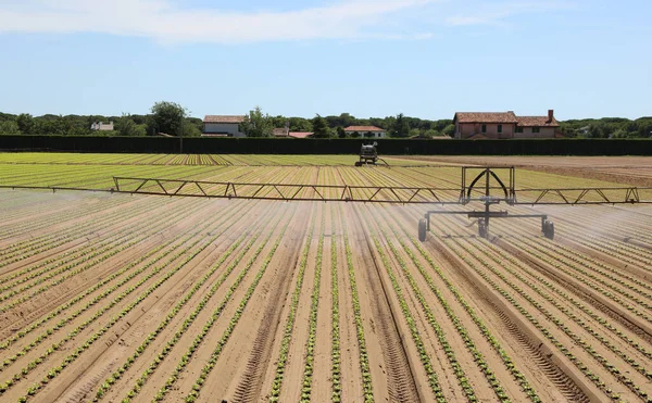 Automatic Irrigation System Irrigate Field Green Fresh Lettuce Summer Season — Stock Photo, Image