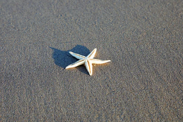 Fem Spetsiga Sjöstjärnor Stranden Nära Havet — Stockfoto