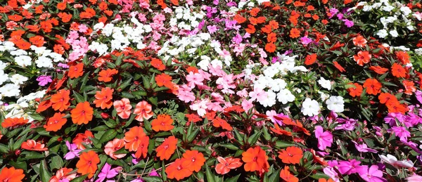 Blooming Flowerbed Summer Many Colorful Little Flowers Called Impatiens Walleriana — Stock Photo, Image