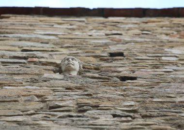 İtalya 'da Floransa' da bir evin içine hapsedilmiş BERTA adlı bir kadının yüzü eski bir Floransa efsanesini simgeliyor.
