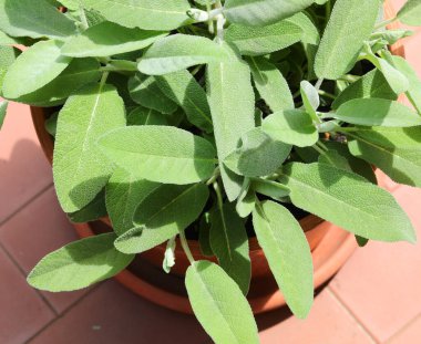 geleneksel Akdeniz tarifleri için yeşil adaçayı yapraklı vazo ideal