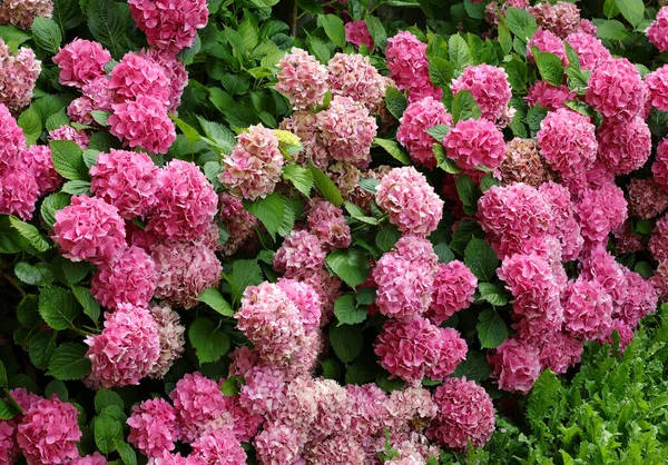 Floração Canteiro Flores Grandes Chamado Hortênsia Que Floresceu Verão — Fotografia de Stock