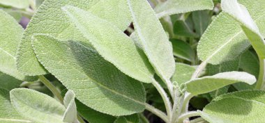 Büyük yeşil adaçayı yapraklarının arka planı geleneksel Akdeniz tarifleri için idealdir
