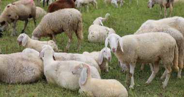 Hastalıklara ve virüslere karşı sürülerin dokunulmazlığı bu kadar çok otlayan koyunu temsil ediyordu.