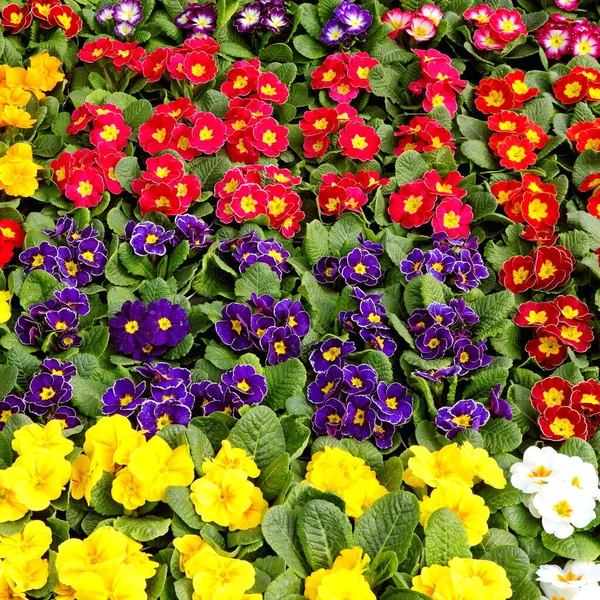 Primroses Flowers Sale European Market Spring — Stock Photo, Image