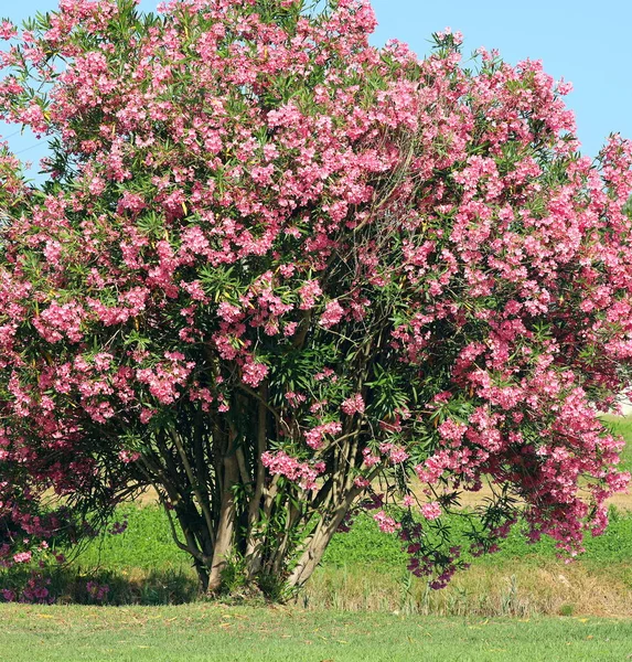 Drzewo Oleander Włoszech — Zdjęcie stockowe