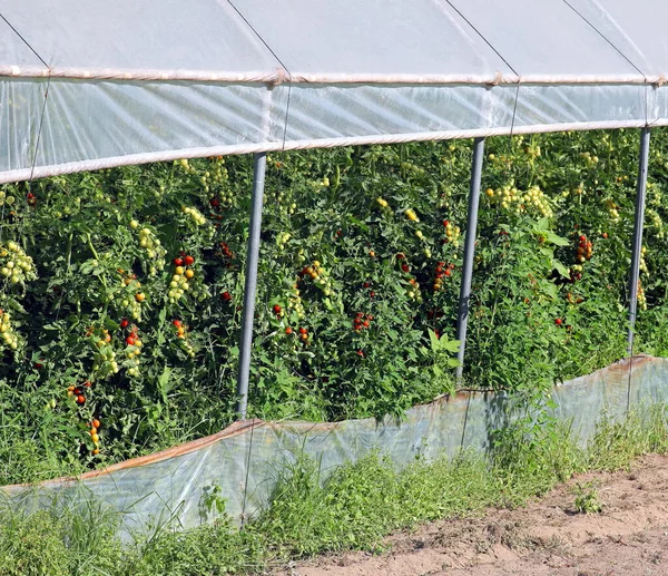 赤いトマトの植物と温室は — ストック写真