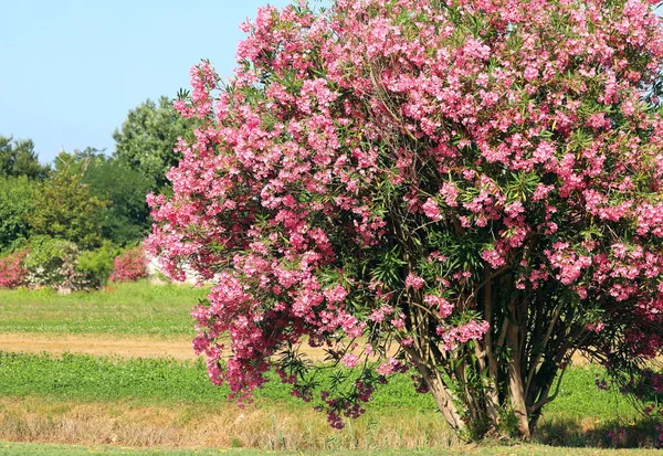 Oleandro Con Fiori Rosa Fioriti Nell Area Mediterranea — Foto Stock