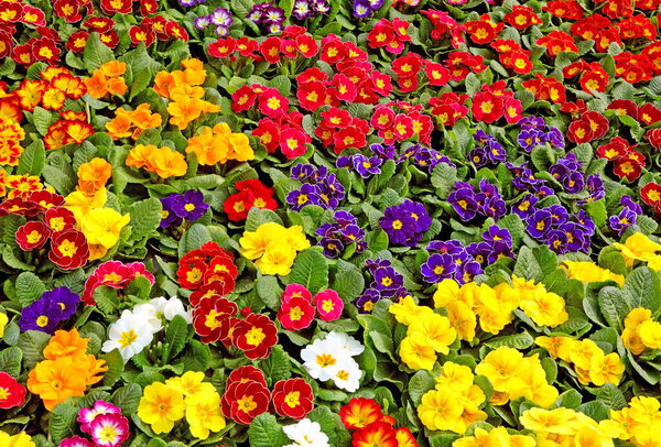 горшки с цветущими первоцветками на продажу весной