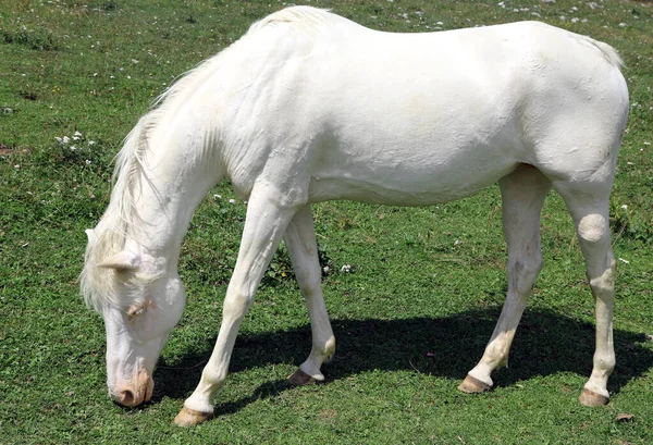 Bianco Albino Giovane Cavallo Pascolo Montagna — Foto Stock
