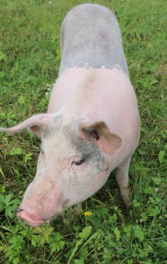 Domuz eti üretimi için büyük bir domuz, özellikle meyve ve yabani otlarla besleniyor.