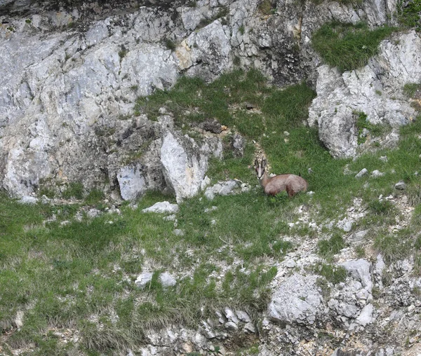 Yazın dağ kayalıklarında kamufle olmuş güveci.