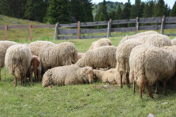 Many Sheep Long Wool Fleece Ready Shorn Farm Fence — Stock Photo, Image