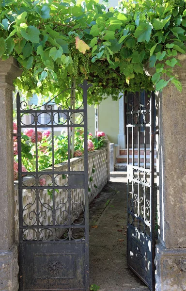Iron Gate Entrance House Many Bunches Grapes Driveway — Stock Photo, Image
