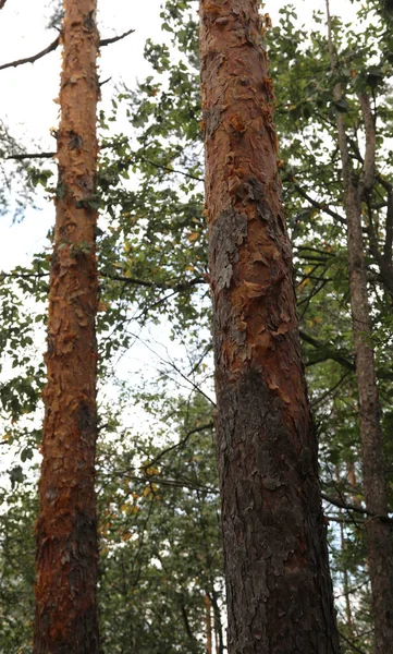 Cascas Árvores Descamando Devido Uma Doença Que Afeta Vegetação Florestal — Fotografia de Stock