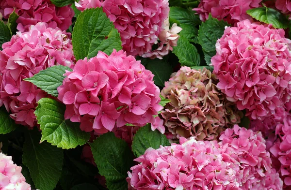 Background Beautiful Blooming Hydrangeas Flowers Flowerbed Well Cared Gardener — Stock Photo, Image