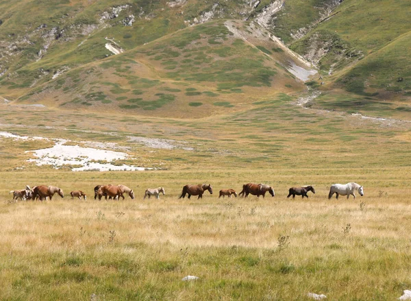 Семьи Много Лошадей Жеребцами Пасутся Дикой Природе Среди Поляны — стоковое фото