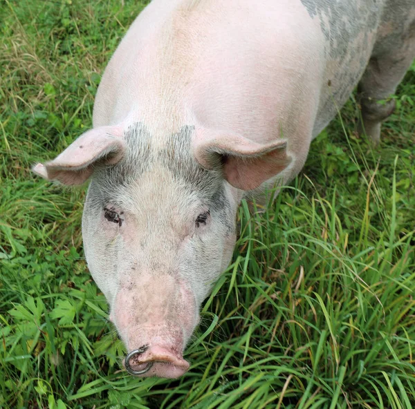 Gran Cerdo Rosado Negro Con Grandes Orejas Enraizándose Hierba Vista — Foto de Stock