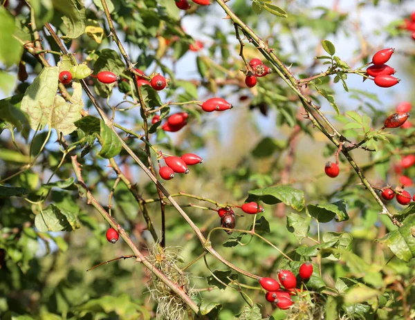 Lkbaharda Gül Bahçesindeki Çalılıkta Bir Sürü Kırmızı Dut — Stok fotoğraf