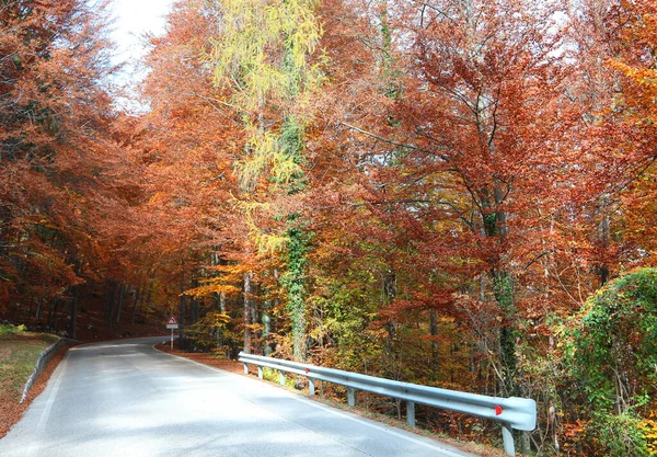 Niesamowite Zabarwienie Liści Drzewa Jesienią Wielu Odcieni Ciepłych Odcieni Drogi — Zdjęcie stockowe