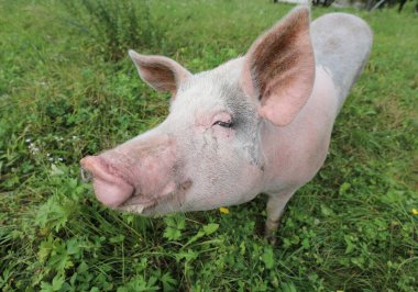 büyük pembe ve siyah domuz büyük kulakları çimlere kök salıyor.