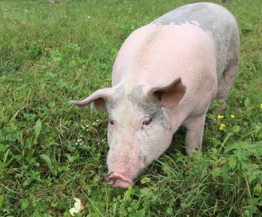 Burun halkalı pembe bir domuz ve kameraya bakıyor.