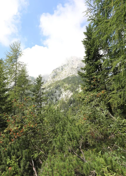 Vegetación Típica Los Alpes Verano Con Pinos Montaña Coníferas —  Fotos de Stock