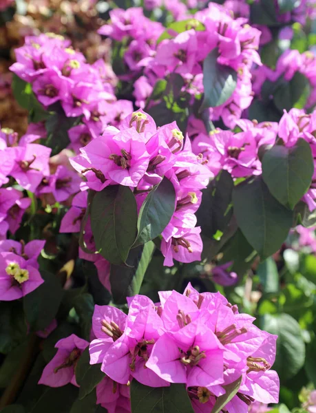 Süße Azaleen Blume Blühte Sommer Typisch Für Den Mittelmeerraum — Stockfoto