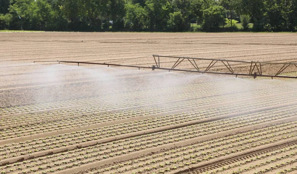 Intensiver Salatanbau Mit Der Großen Sprinkleranlage Zur Bewässerung Des Feldes — Stockfoto