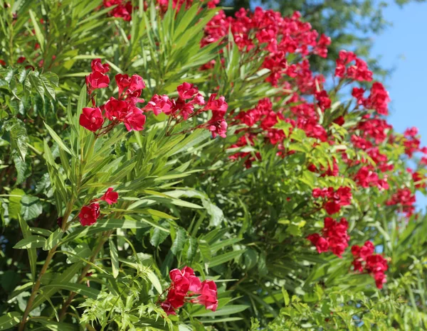 Типичные Глубокие Красные Цветы Oleander Средиземноморской Области Летом — стоковое фото