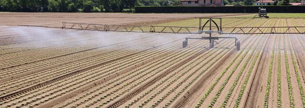 非常大的工业用水灌溉系统 在夏季浇灌莴苣地 — 图库照片