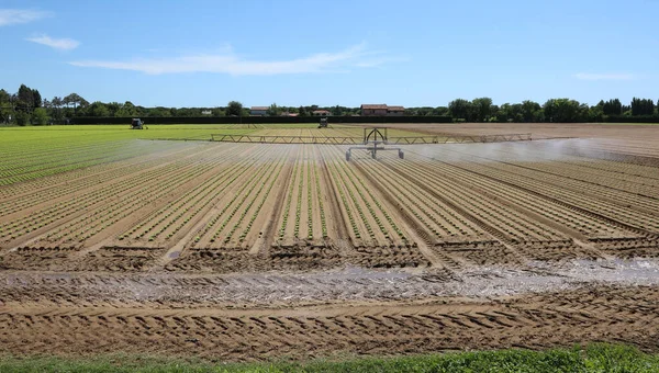 夏の間フィールドの灌漑のためのスプリンクラー装置を備えたレタスの集中栽培 — ストック写真