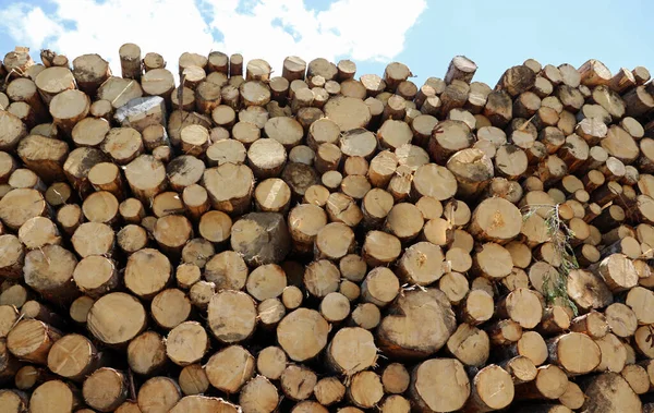 Background Many Cut Logs Ready Taken Sawmill Turned Furniture — Stock Photo, Image