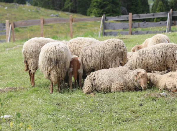 Many Sheep Long Wool Fleece Ready Shorn Farm — Stock Photo, Image