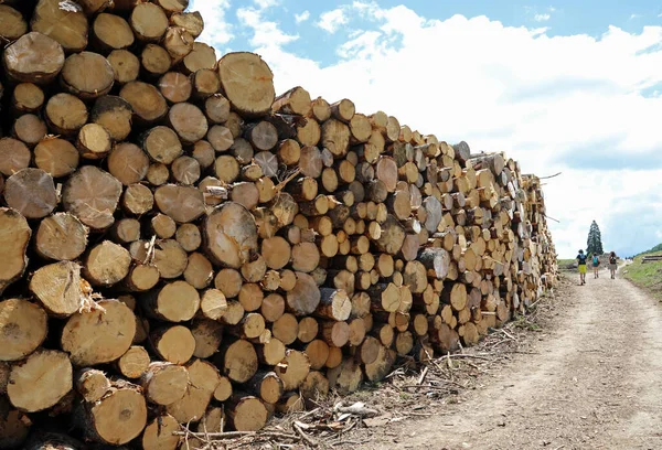 Huge Pile Cut Logs Ready Transported Industrial Sawmill — Stock Photo, Image