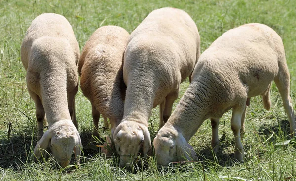 Woolly Sheep Graze Mountain Pasture Summer — Stock Photo, Image