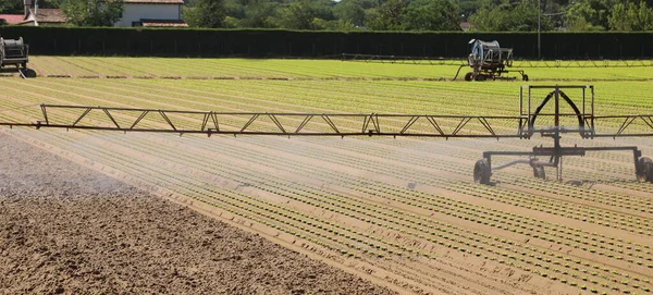 Lettuce Field Big Sprinkler System Irrigation Summer Season Avoid Dryness — Stock Photo, Image