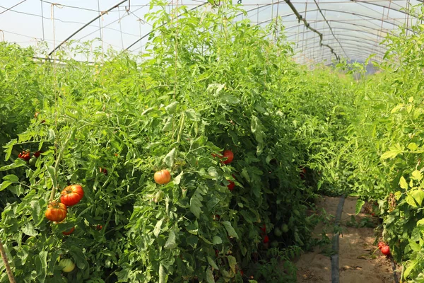 年間を通して野菜の生産のための温度管理された温室内の赤いトマトの栽培 — ストック写真