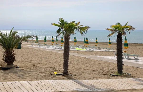 Tre Piccole Palme Del Resort Riva Mare Durante Una Giornata — Foto Stock